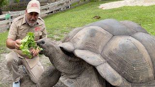 104 YEAR OLD TORTOISE 🐢 [upl. by Bergquist]