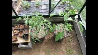 Growing Tomatoes in Hydroponics Coco CoirNo Power or Pumps [upl. by Netsreik]