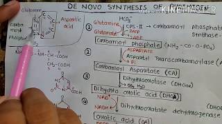 De novo synthesis of Pyrimidine [upl. by Sig]