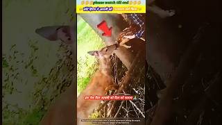 छोटे हिरण ने आदमी को धन्यवाद क्यों किया 🥹🙏 animal animals animallover animalrescue deer dog [upl. by Salaidh]