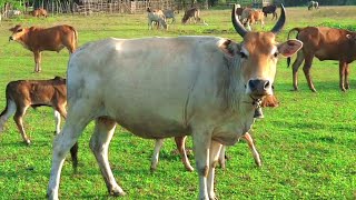 the sound of a real white longhorned cow [upl. by Ennaylil730]