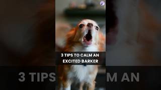 Tips to Calm an Excited Barker dogbarking dogtraining [upl. by Wickman]