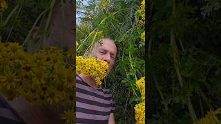 Poisonous Ragwort jacobaea nativeplants gardening permaculture adventure explore nature [upl. by Skardol]