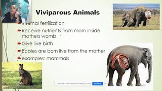 Zoology Oviparous Viviparous Ovoviviparous [upl. by Knight]