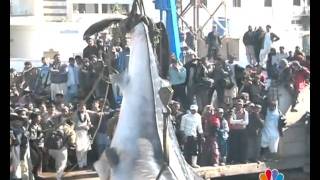 KARACHI BIG FISH REPORT MANSOOR AHMED EDIT BY AMIN AFRIDImp4 [upl. by Haas]