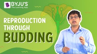 Reproduction through Budding  Learn with BYJUS [upl. by Brainard]