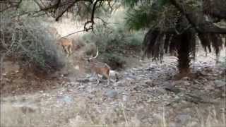 Sighting a Tiger at Sariska Tiger Reserve Rajasthan  Sariska National Park  Watch till the end [upl. by Zita]