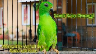 Serindit Betina Memanggil  Suara Pancingan khas Paling Ampuh Di sukai Semua Burung serindit [upl. by Karie]