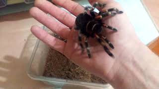 Brachypelma auratum handling [upl. by Harod]