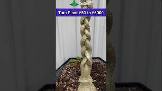 Amazing way to Grow Plant  Bonsai [upl. by Dewees6]