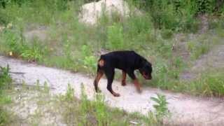 6 month old rottweiler puppy [upl. by Domash875]