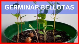 Germinar Bellotas Rápido  Cómo Plantar un Roble  Plantar o sembrar bellotas  Germinar Bellota [upl. by Iey485]