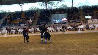 FISHERMANS FRIEND v HAROLD THE HORSE Qld Festival of Dressage 2013 [upl. by Germano]