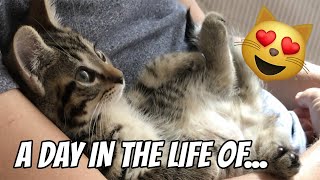 A day in the life of kittens  What do kittens do all day [upl. by Laughry]