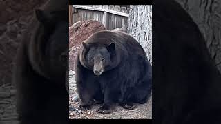 In California a bear named Tank Hank broke into 28 houses in six months and ate all the food there [upl. by Gebhardt]