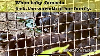 Mokolo’s family Baby Jameela and Kayembe with 50 year old mother gorilla [upl. by Enayd654]