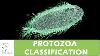 PROTOZOA CLASSIFICATION [upl. by Yhtnomit]