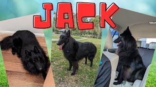 Introducing Jack the Belgian Shepherd Groenendael 🐕‍🦺 [upl. by Auqinal]