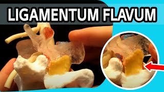 Ligamentum Flavum  The FIRST Dynamic Ligamentum Flavum Ever To Be Produced [upl. by Jacie]