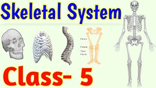 The Skeletal System  Human Skeleton  Class 5  Science [upl. by Gil831]