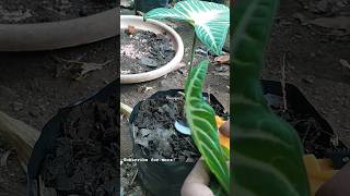 Xanthosoma Lindenii plant care Pruning [upl. by Atazroglam]