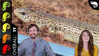 Ocellated Skink The Best Pet Lizard [upl. by Yednarb489]