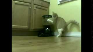 2 days of Cat vs Automatic Feeder [upl. by Solberg]