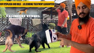 German Shepherd Dogs Leg Bending Problem Solution  hip dysplasia in dogs solution [upl. by Longo]