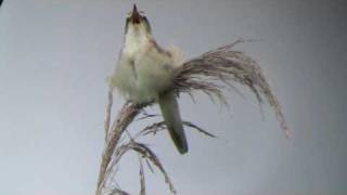 Black Browed Reed Warbler [upl. by Anisor735]