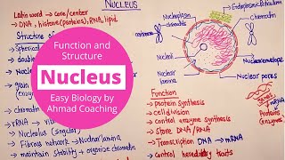 Nucleus Structure and Function  Cell Biology [upl. by Halliday769]