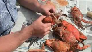 How To Pick Chesapeake Bay MD Steamed Blue Crabs [upl. by Imuy]