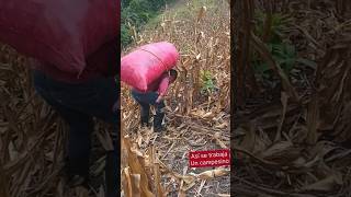 Como es El trabajo de Un campesino cargar maíz pesado maiz cornfarm [upl. by Amlas]