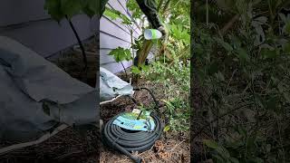 Natural Wasp Treatment And Prevention Portland Oregon  Campbell Natural Pest Control [upl. by Jaquelyn578]