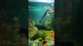 indian roofed turtle in aquarium with fish 🐠🐋🐟 [upl. by Cohen694]