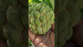 💥Fresh Fruits Harvest In My Garden  7 வகையான பழங்கள் அறுவடை 🤯🤯 shorts fruits [upl. by Jemy]