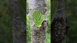 Common Alder Alnus glutinosa  trunk amp leaves  April 2018 [upl. by Balch]