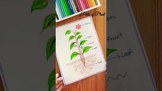 Parts Of Plant  How To Draw Parts Of Plant Easydrawing drawing [upl. by Rafaellle]