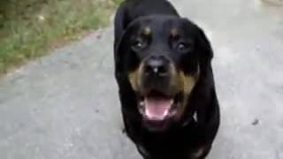 Serious Arthritis in Rottweiler Dog with Hip Dysplasia and Elbow Dysplasia [upl. by Shawn]