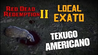 TEXUGO AMERICANO LOCAL EXATO RDR2  American Badger Location RDR2 [upl. by Tenney865]