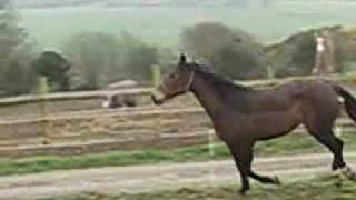 Rineen Gypsy Irish Sport Horse Breeding Mare [upl. by Dyoll]