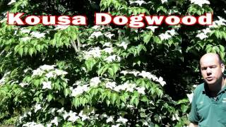 Kousa Dogwood  Cornus kousa  Small Flowering Tree White Flowers [upl. by Oirevas]