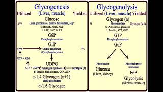 3 Carbohydrates Glycogen Metabolism شرح بالعربي [upl. by Cornelie]