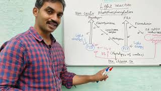 Cyclic and noncyclic photophosphorylationmp4 [upl. by Eigram]