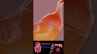 Digestive system  gastrointestinal  physiology anatomy mbbs love neet doctor [upl. by Ulphia568]