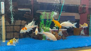 Offer wale fish hyderabad exotic aquarium shop saidabad opp elite convection hall [upl. by Arrais]