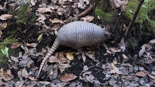 Florida Armadillo Digging [upl. by Kristen633]