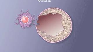 Follicle development [upl. by Aara]