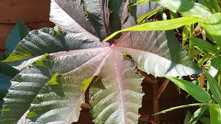 How to grow Ricinus Castor Oil plants [upl. by Pattani]