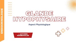 Glande hypophysaire Aspect physiologiques actions des hormones neurohypophysaires ADH et Ocytocine [upl. by Somar]