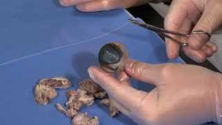 Detailed Cow Eye Dissection Part I Jr High High School and College Review [upl. by Lahsiv567]